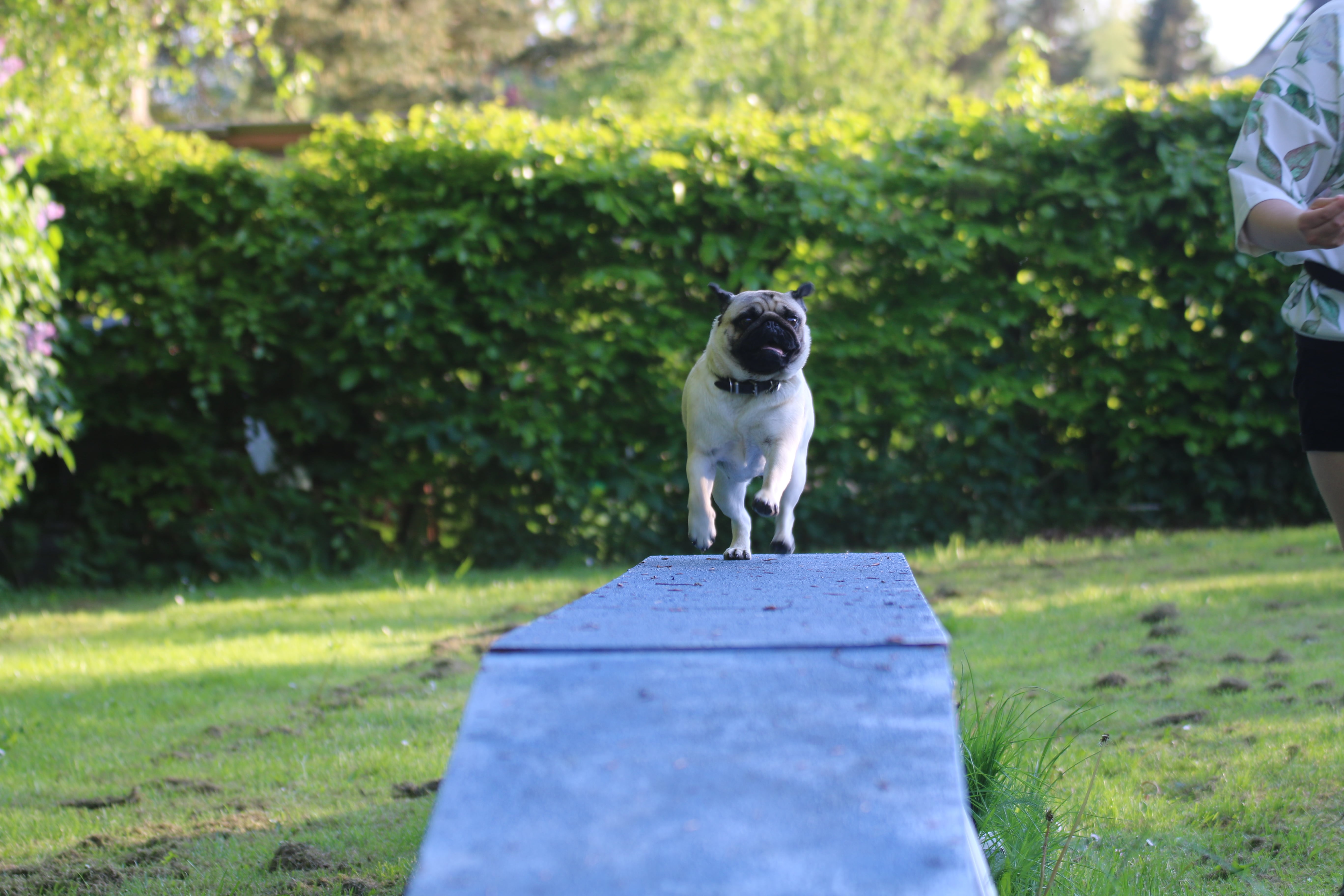 Agility for sjov formiddag