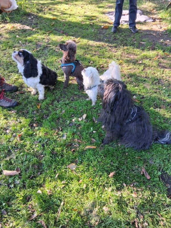 Agility for sjov formiddag